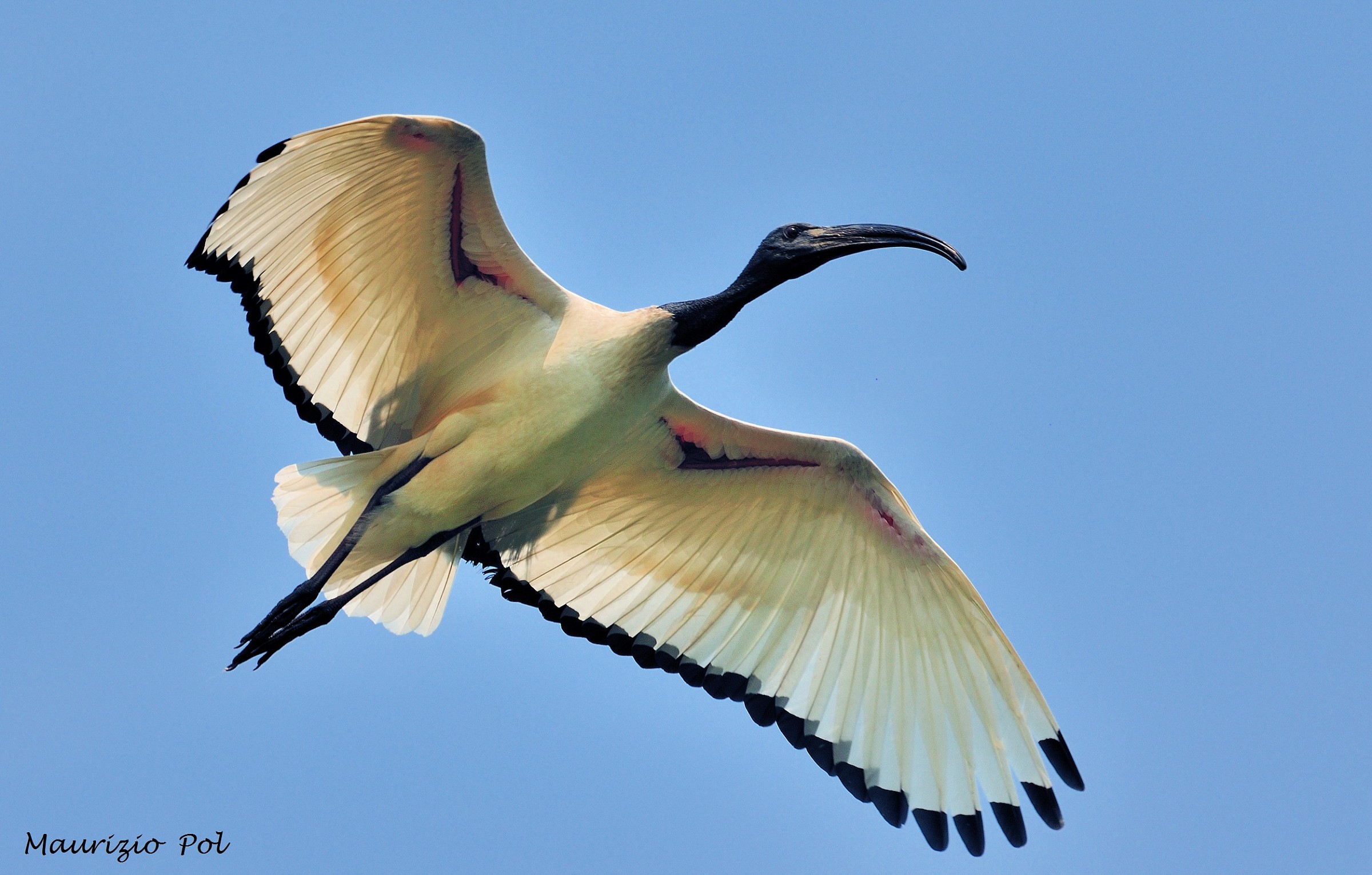 Sacred Ibis 1