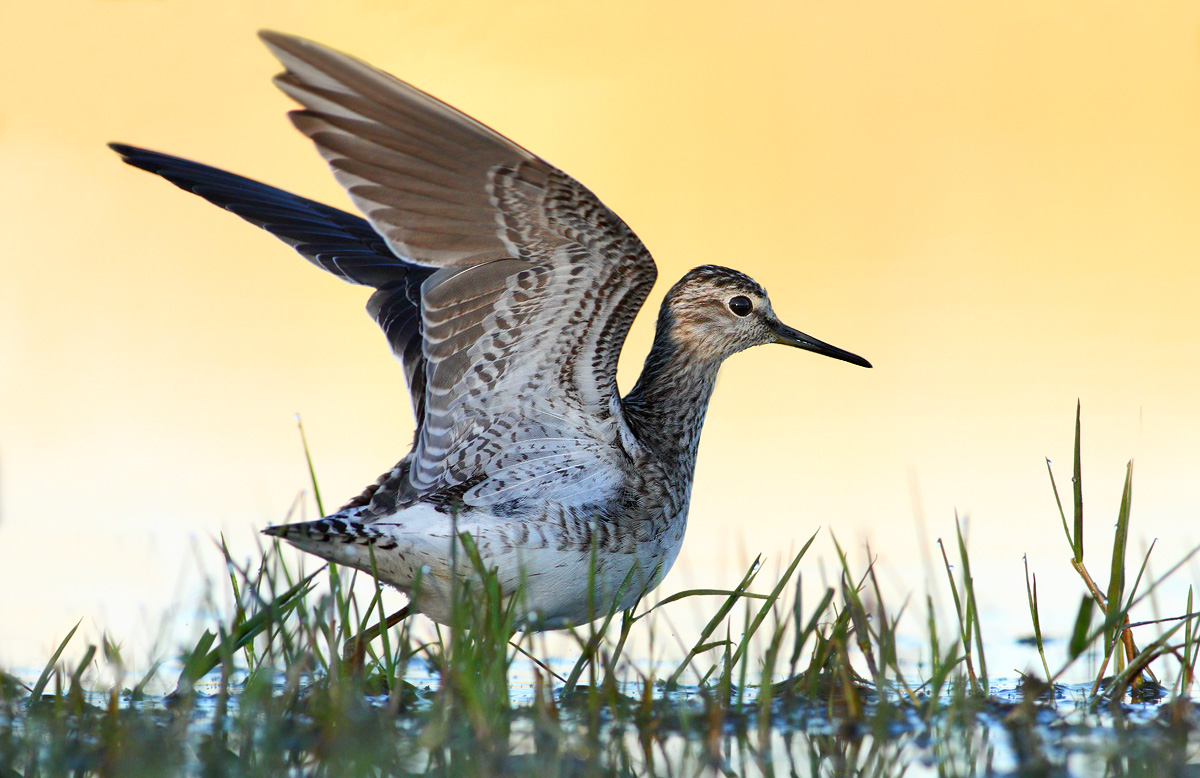 Wood Sandpiper