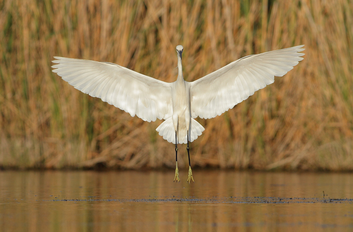 egret