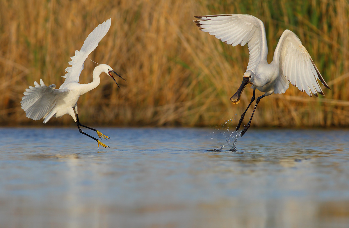 Via, this is the area miaaaaaaa