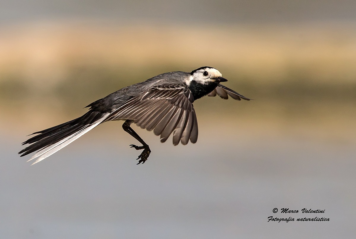 Flight of the dancer