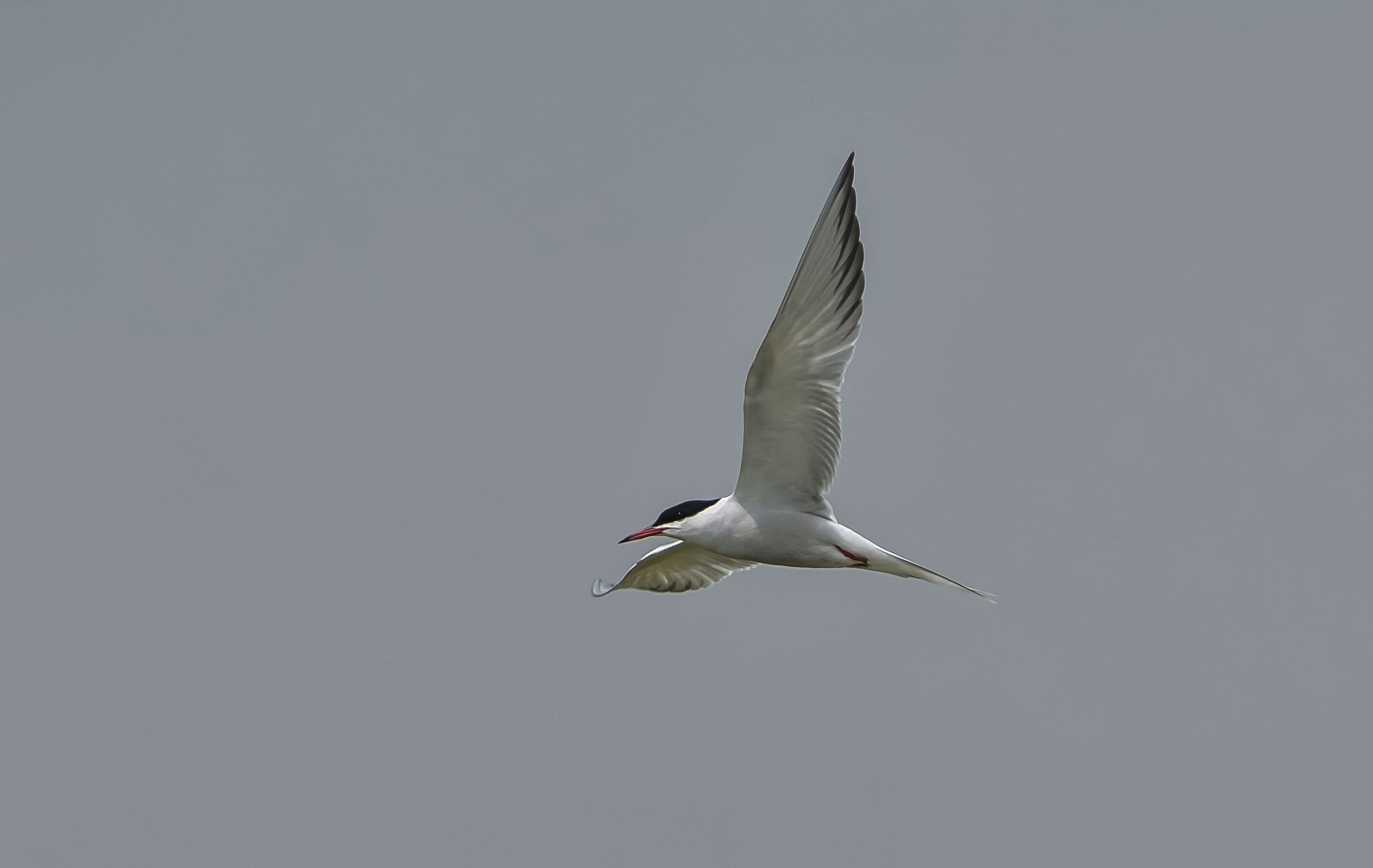 tern