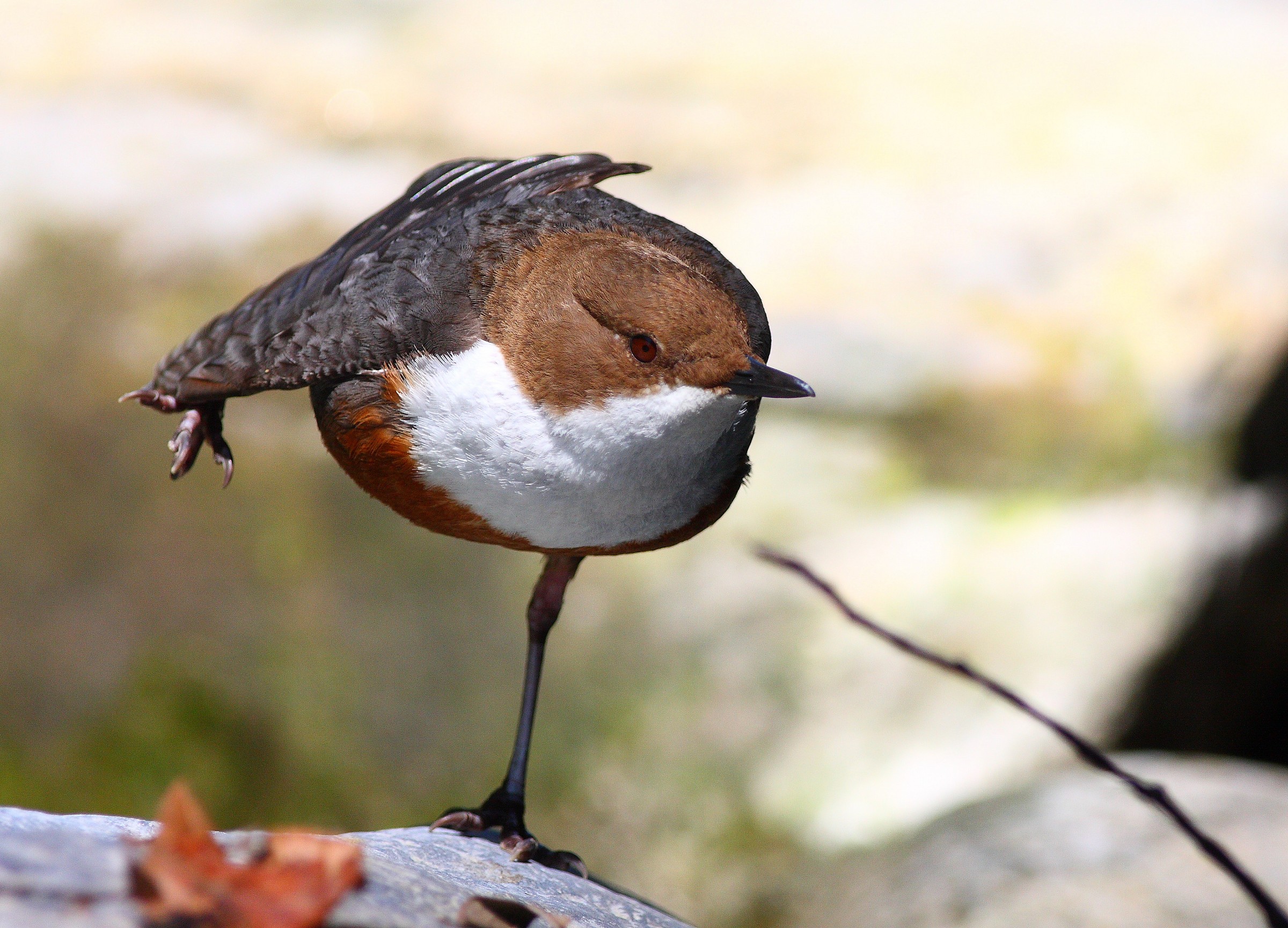 Esperto equilibrista