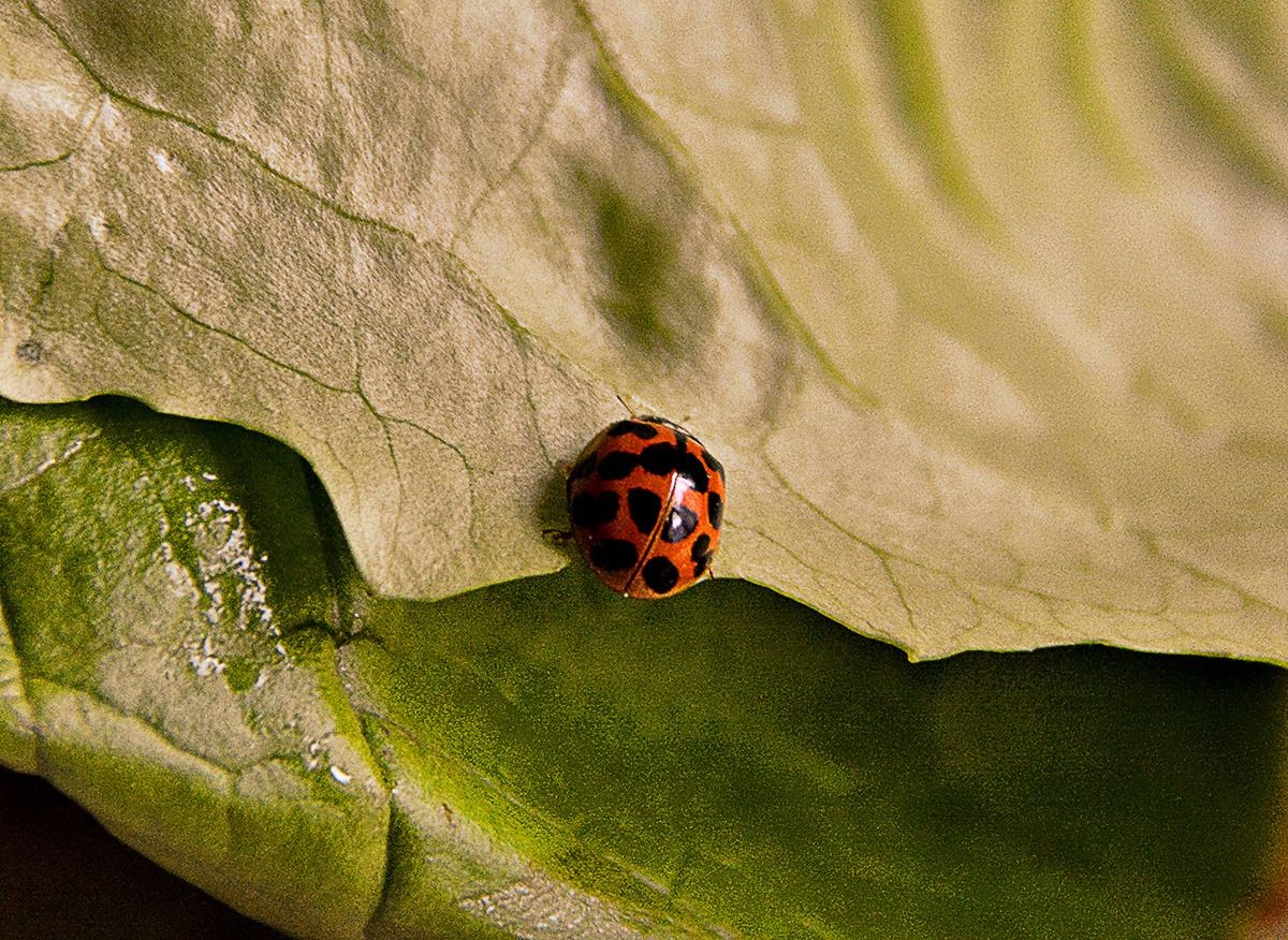Ladybug