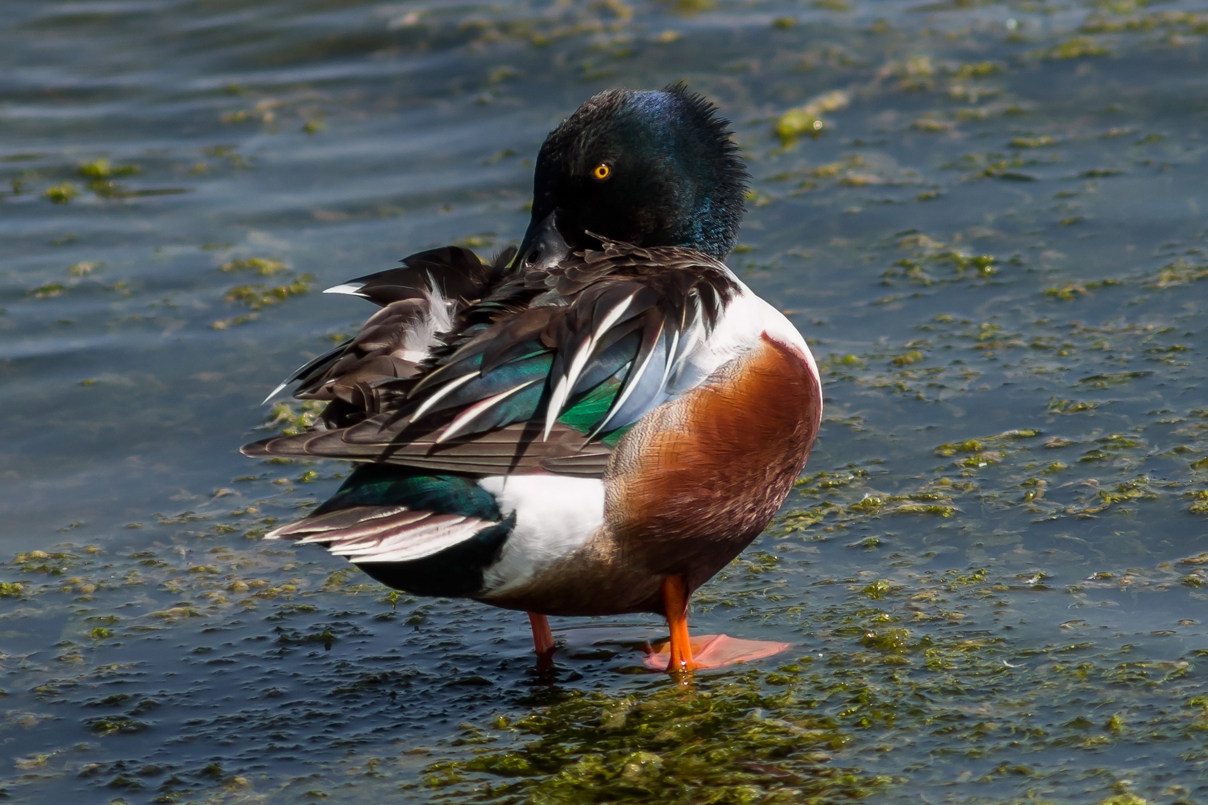 Shoveler (Anas clypeata Linnaeus, 1758) and