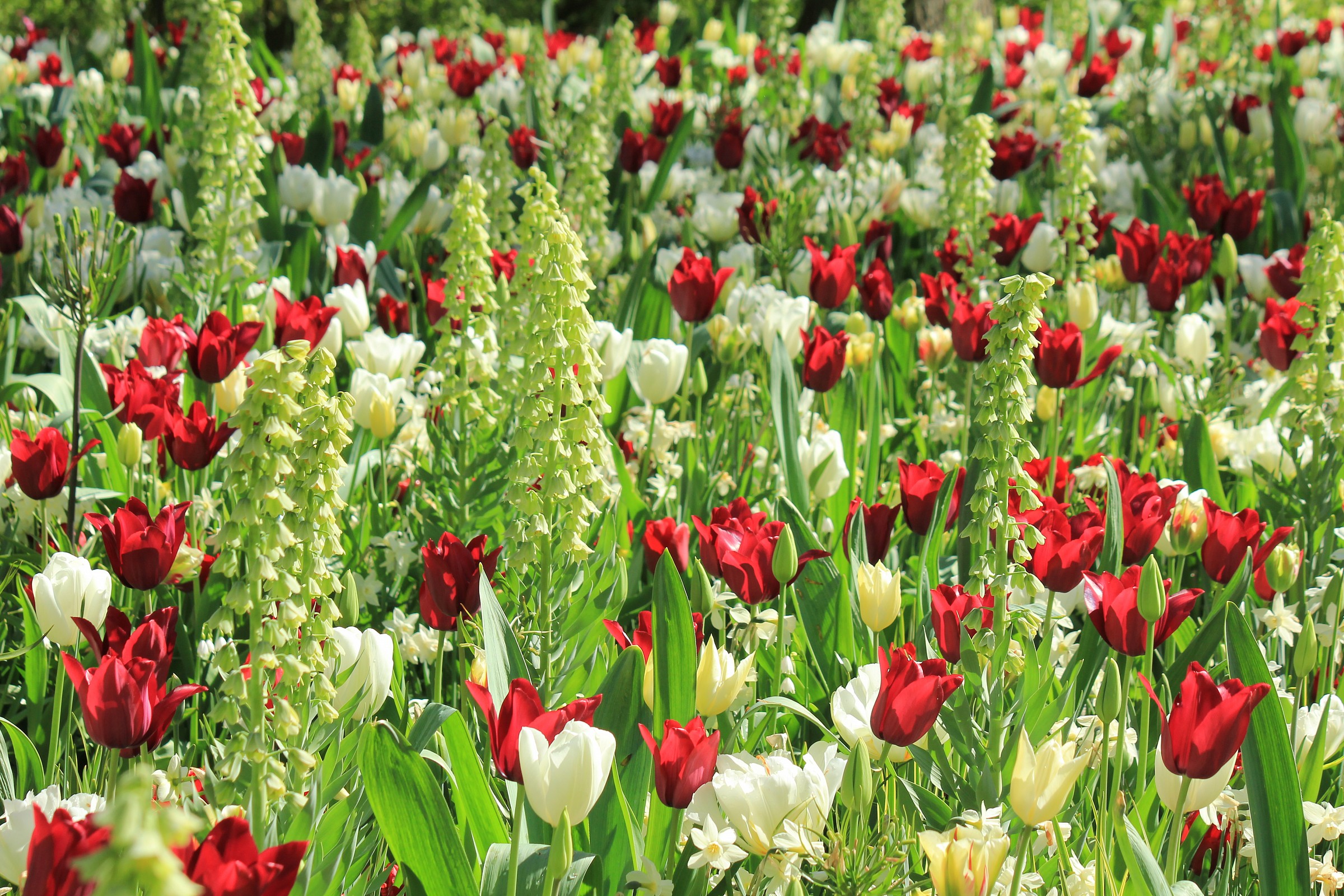 Confusion of Flowers