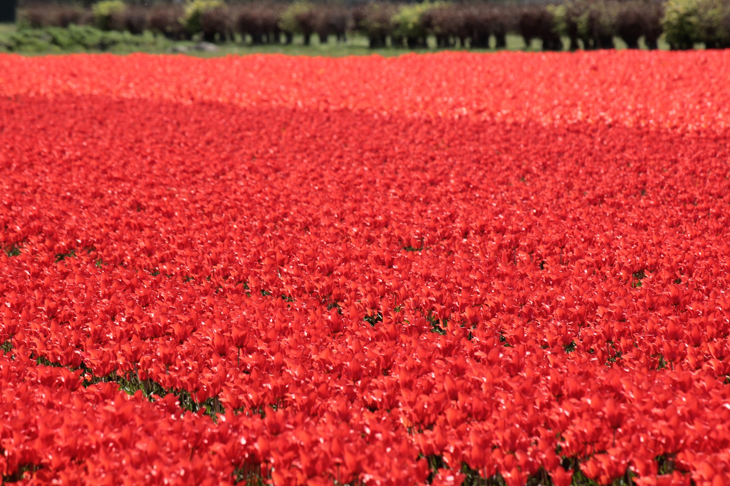 Red Tulips