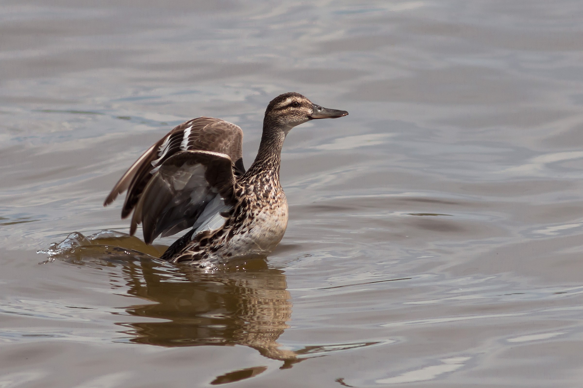 Garganey