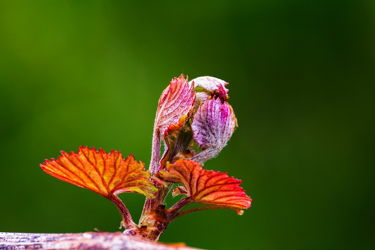 Forse sarò Cabernet ??