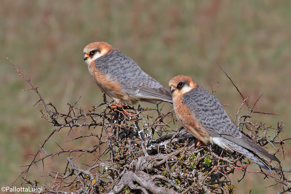 Red-footed falcon (Falco vespertinus)