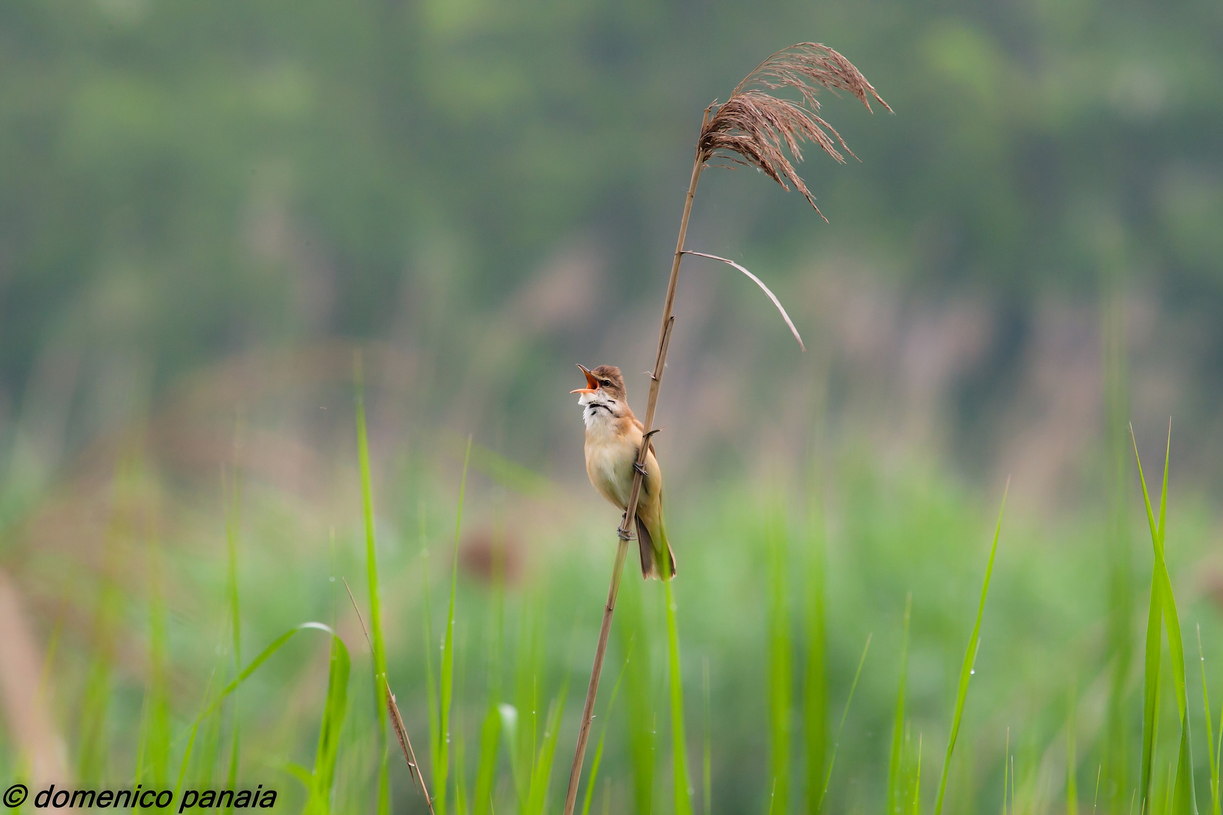 cannareccione canterino