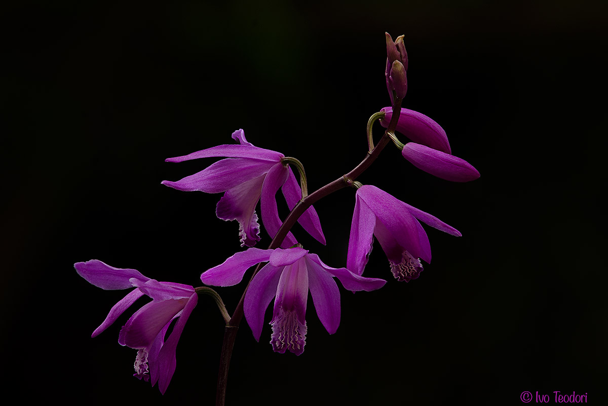 Bletilla striata.