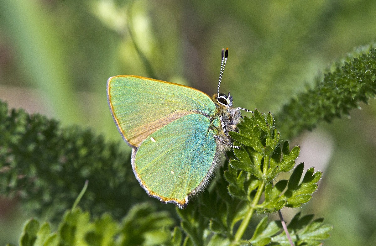Callophrys rubi - Tecla dei rovi