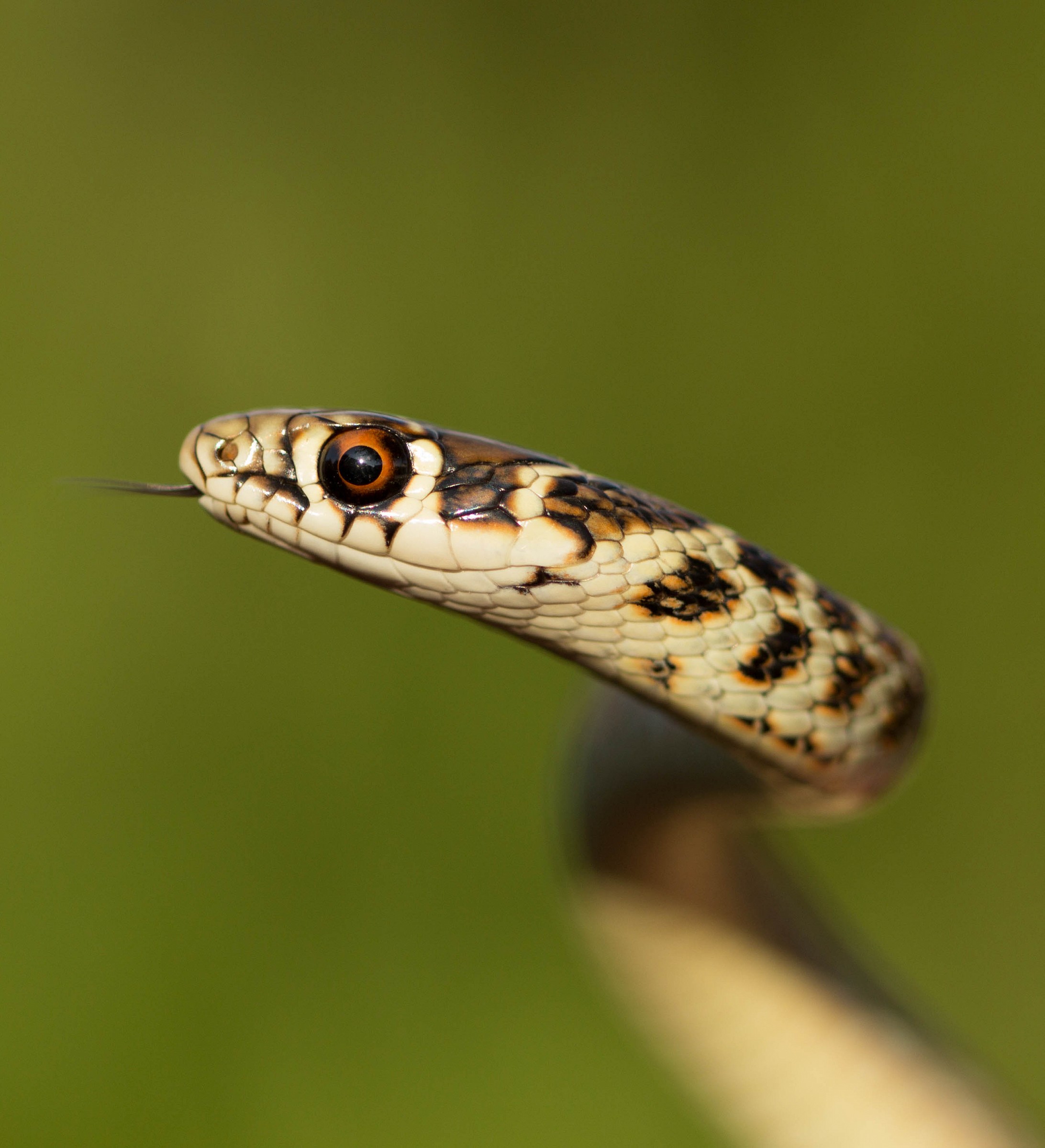 Serpente che si concede a una foto