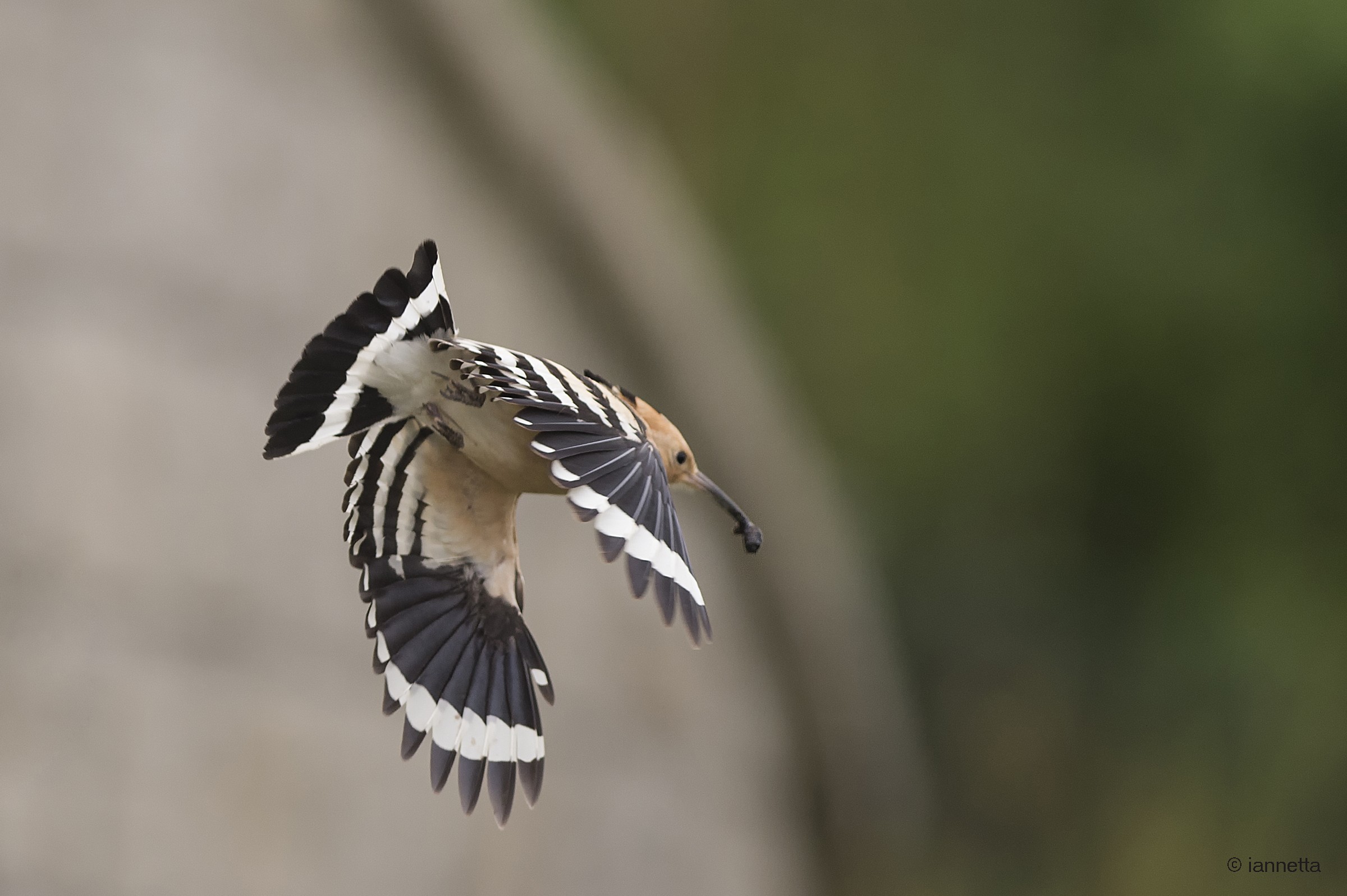 Hoopoe with prey