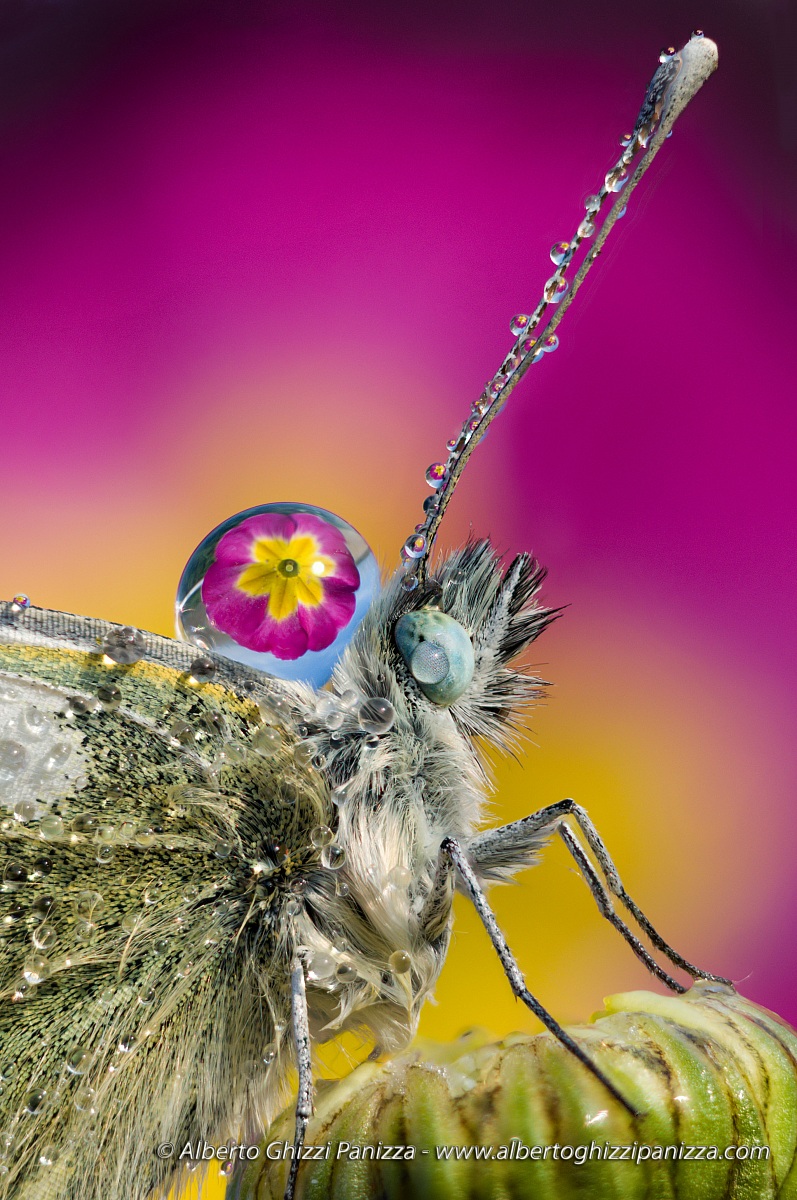 Riflessi sulla Farfalla