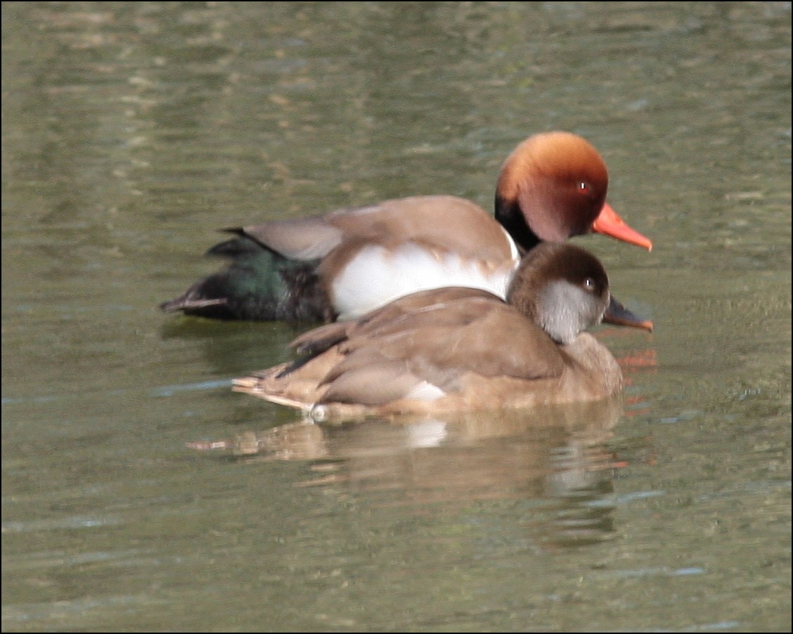 coppia fistione turco