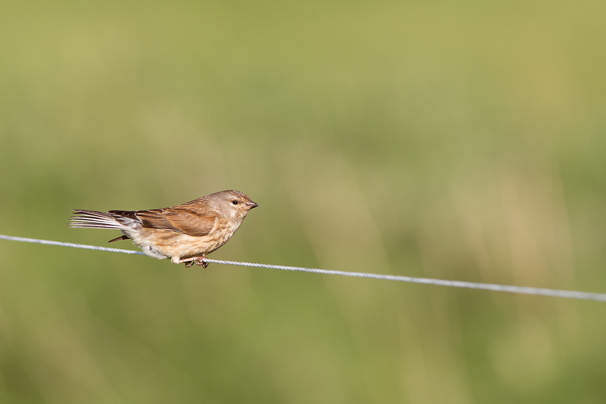 (Carduelis cannabina)