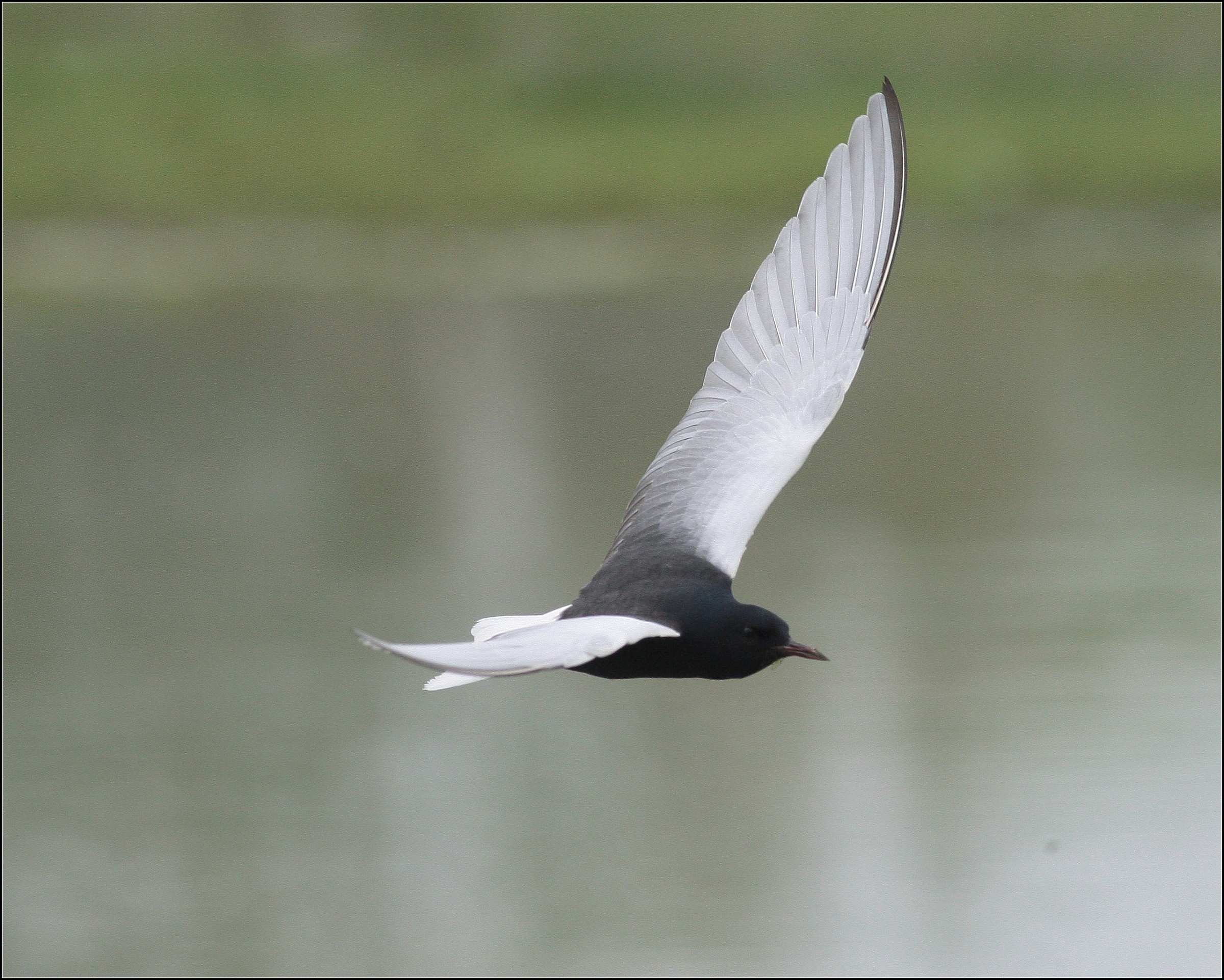 mignattino alibianche / Chlidonias leucopterus