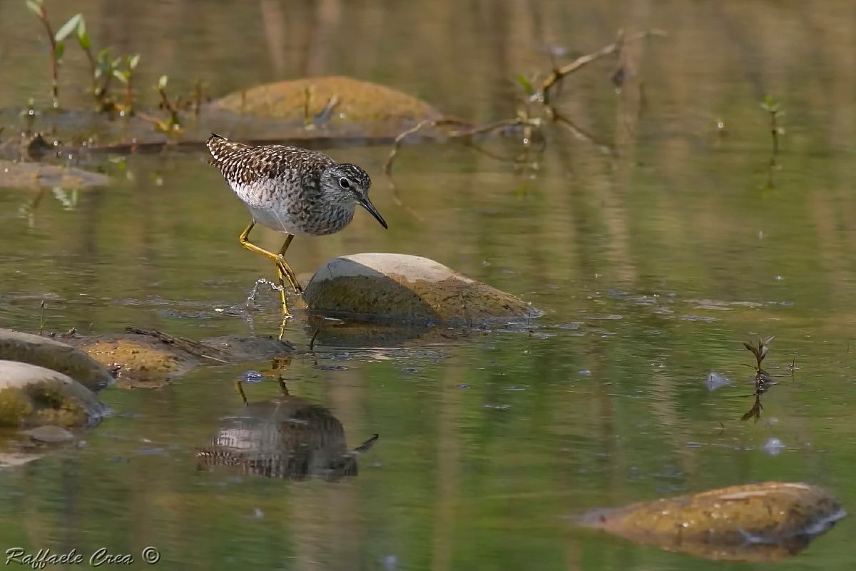 PIro Piro Boschereccio