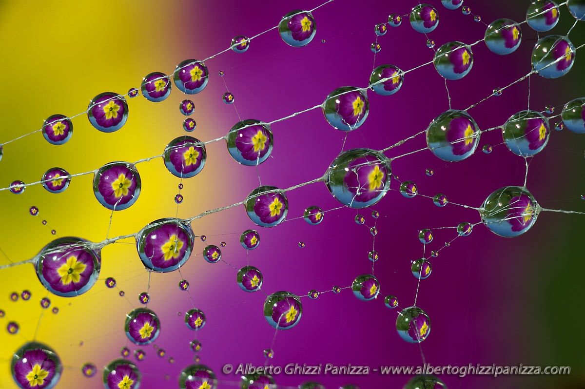Gocce su ragnatela