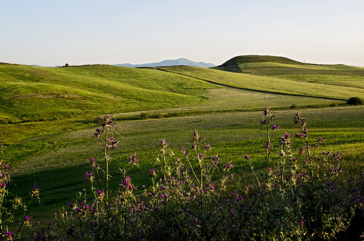 afternoon Sicilian current
