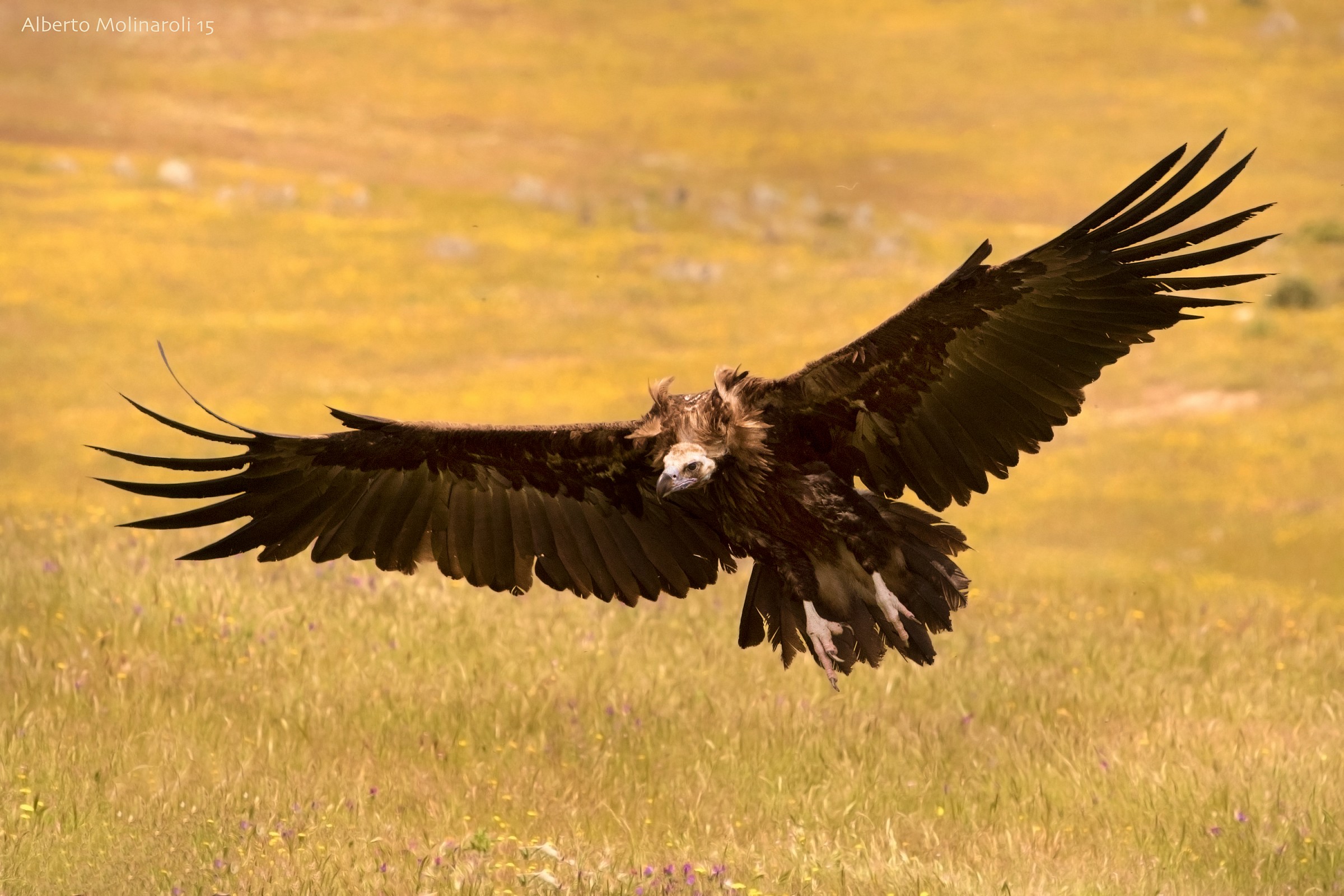 Avvoltoio Monaco in volo