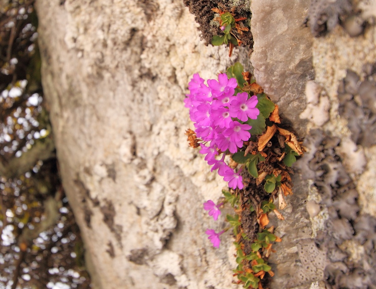 primroses Val Vigezzo