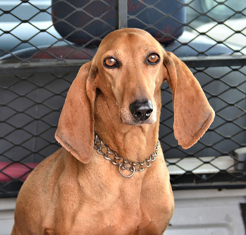 Bloodhound