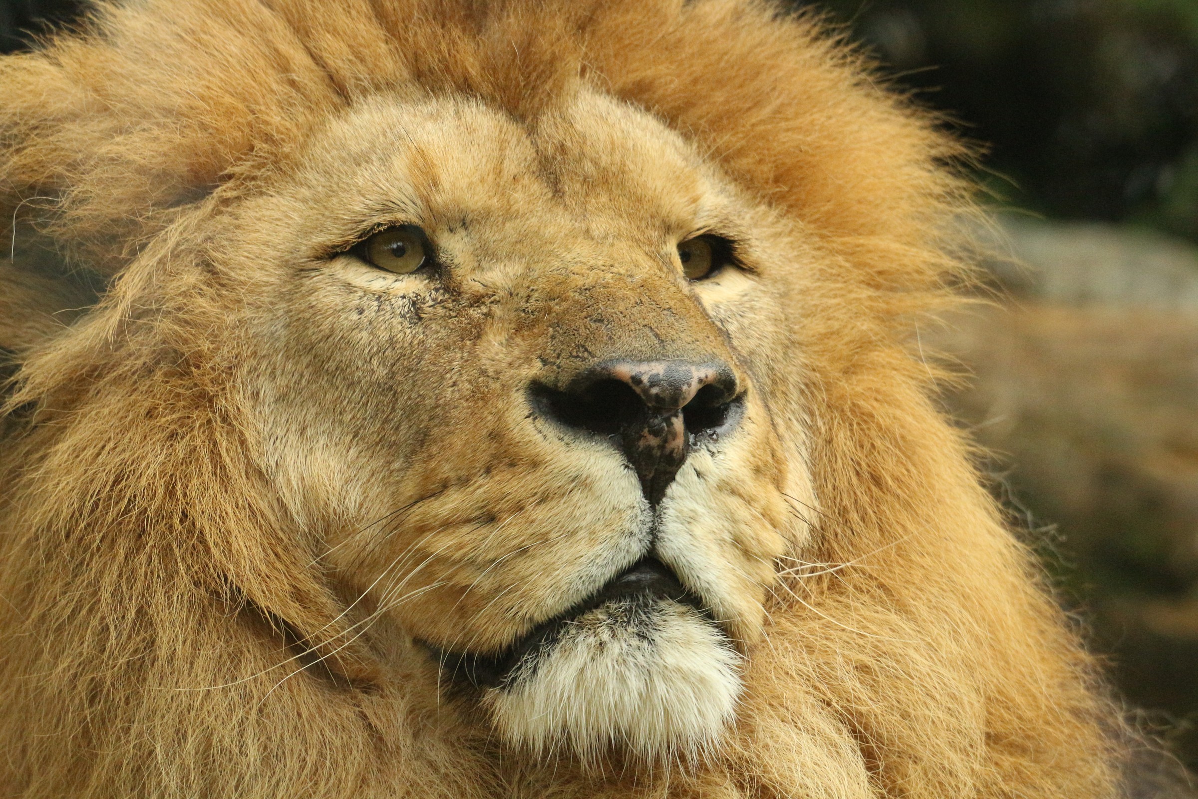 lion in the park of cornelle