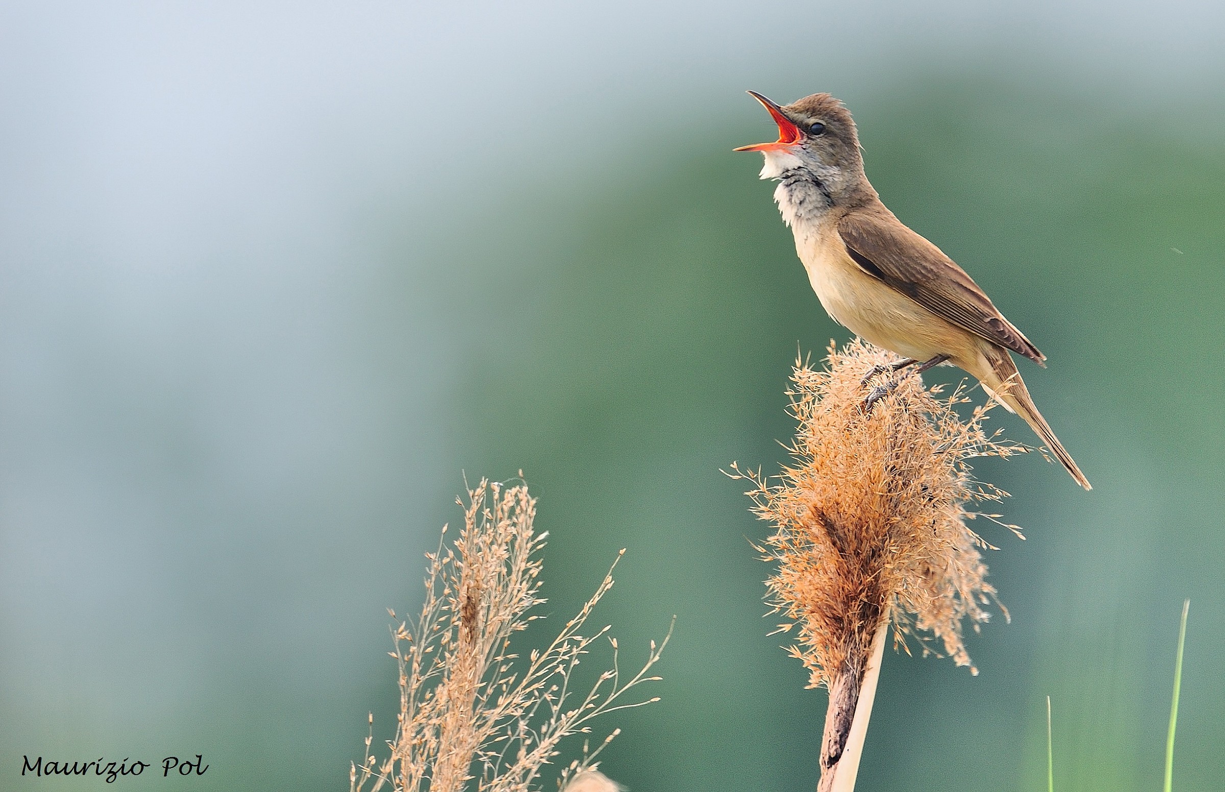 singing in the reeds: the canareccione