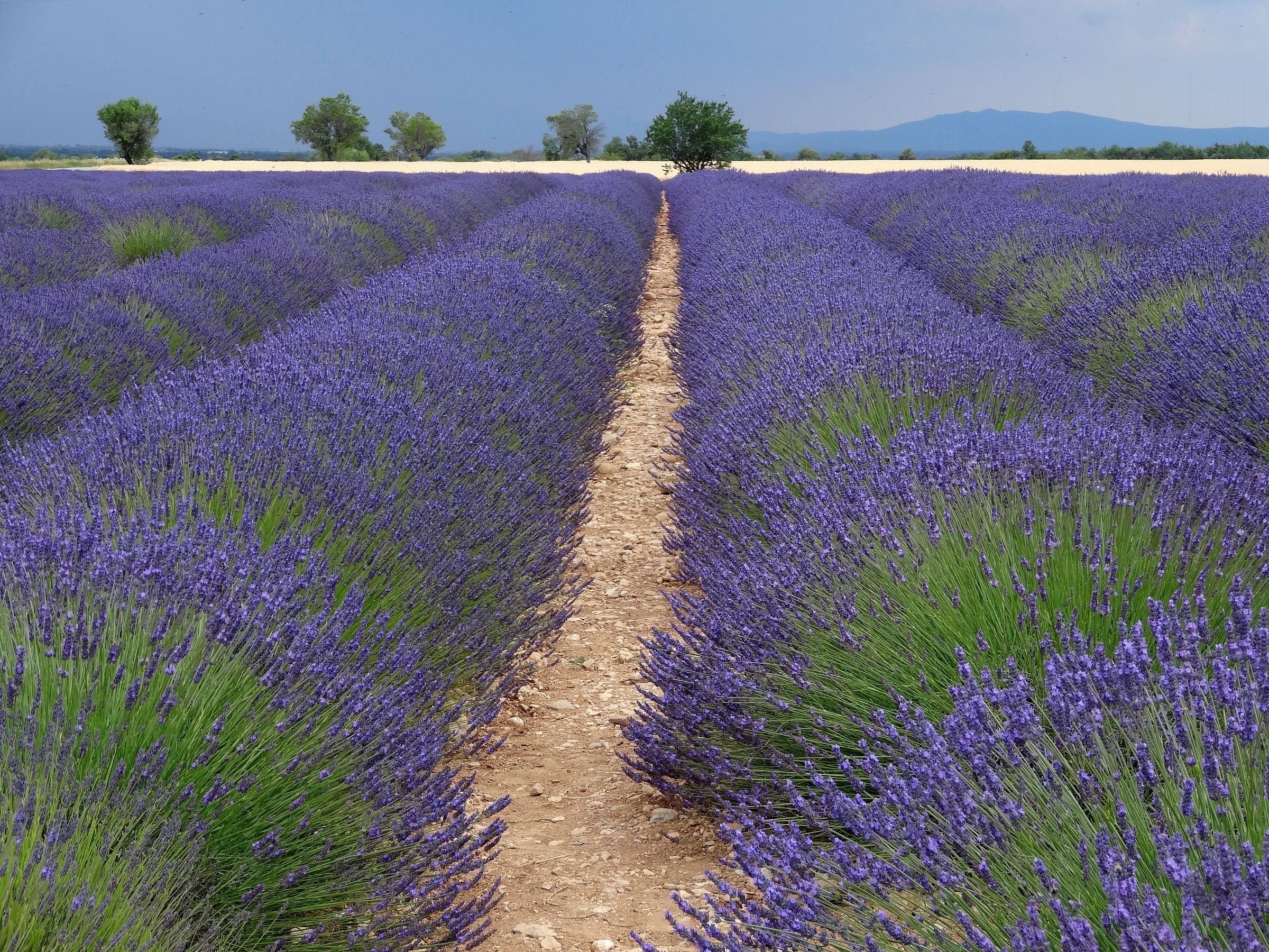 Campi di lavanda