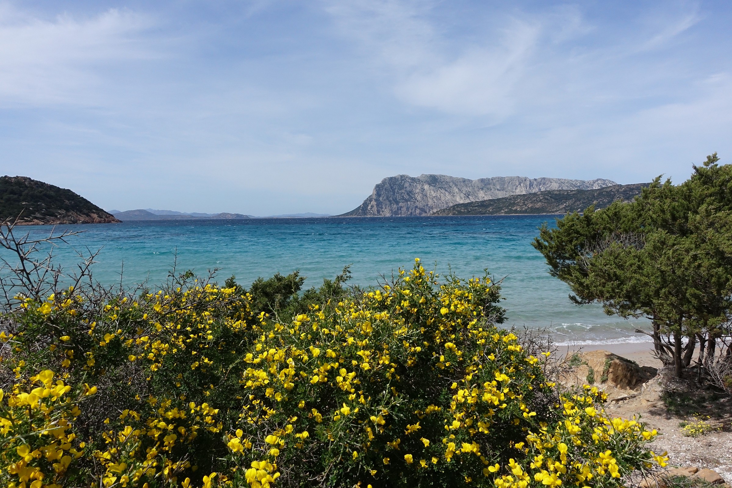 Sardegna, isola di Tavolara, ginestre