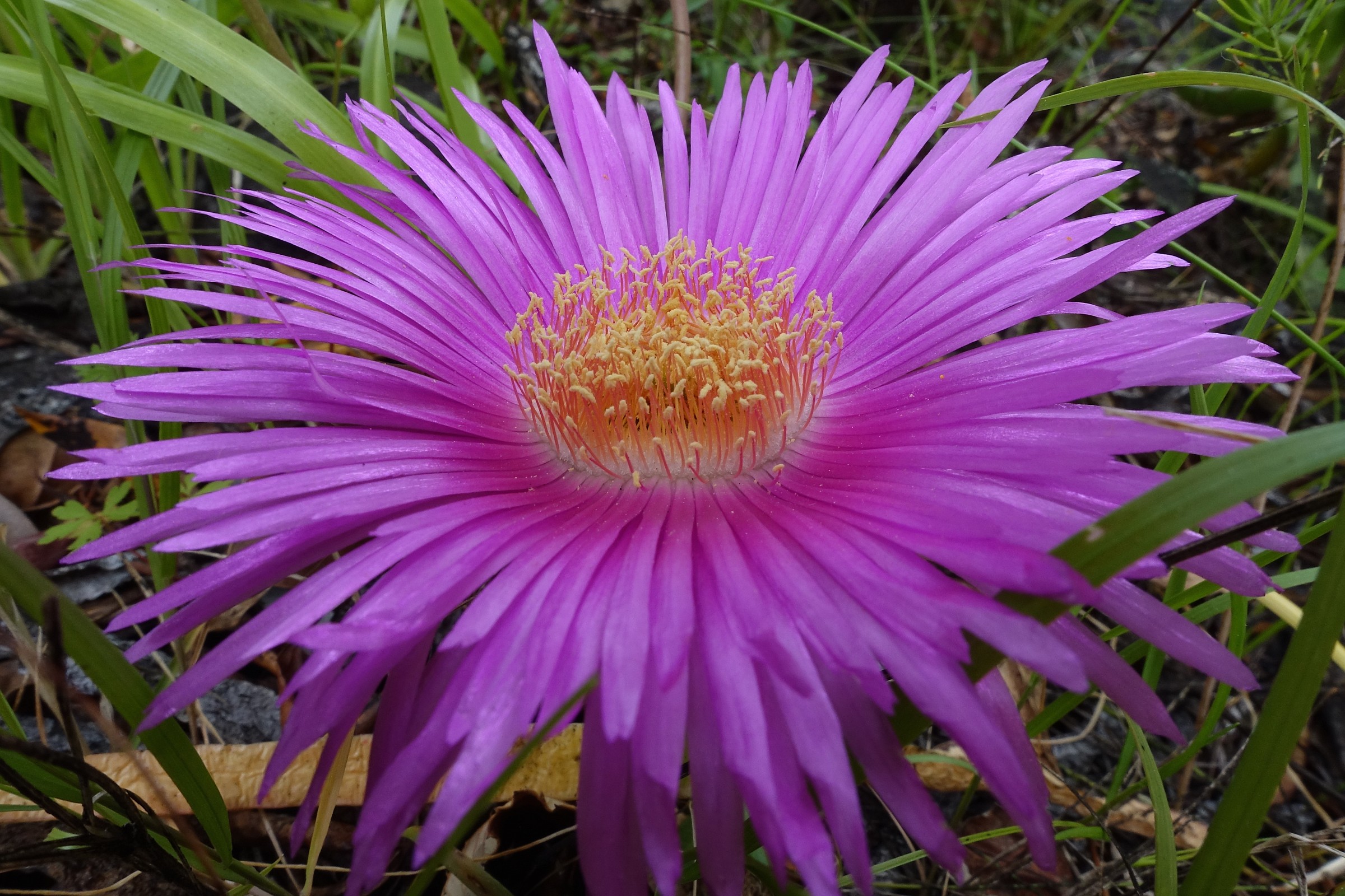 fico degli ottentotti