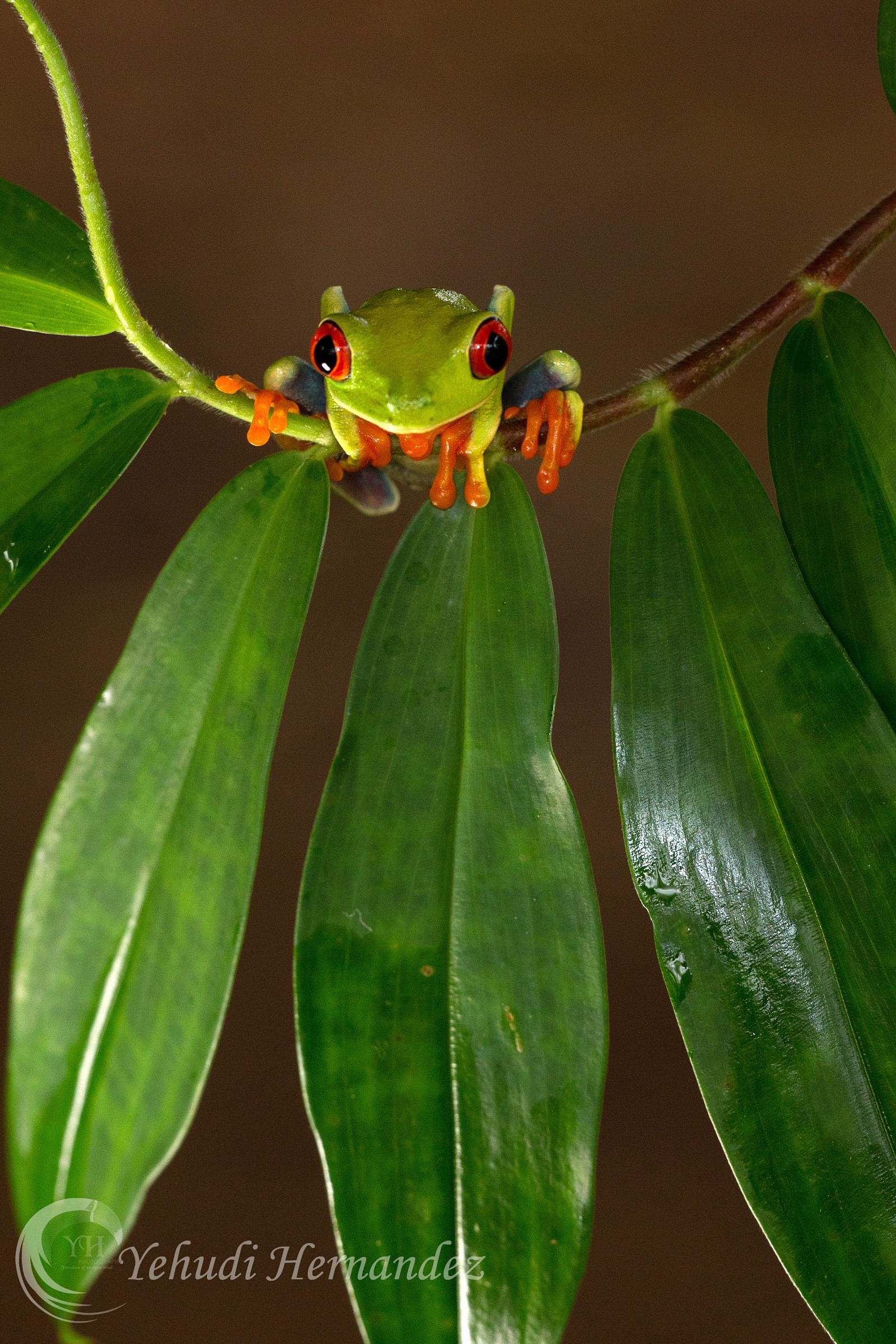 Red eyed Tree Frog
