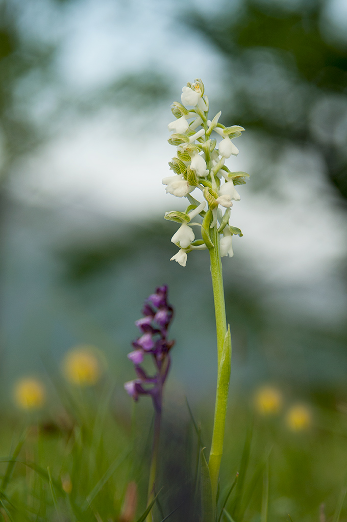 Orchis morio f.albina