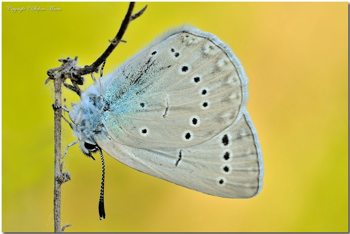 Glaucopsyche melanops