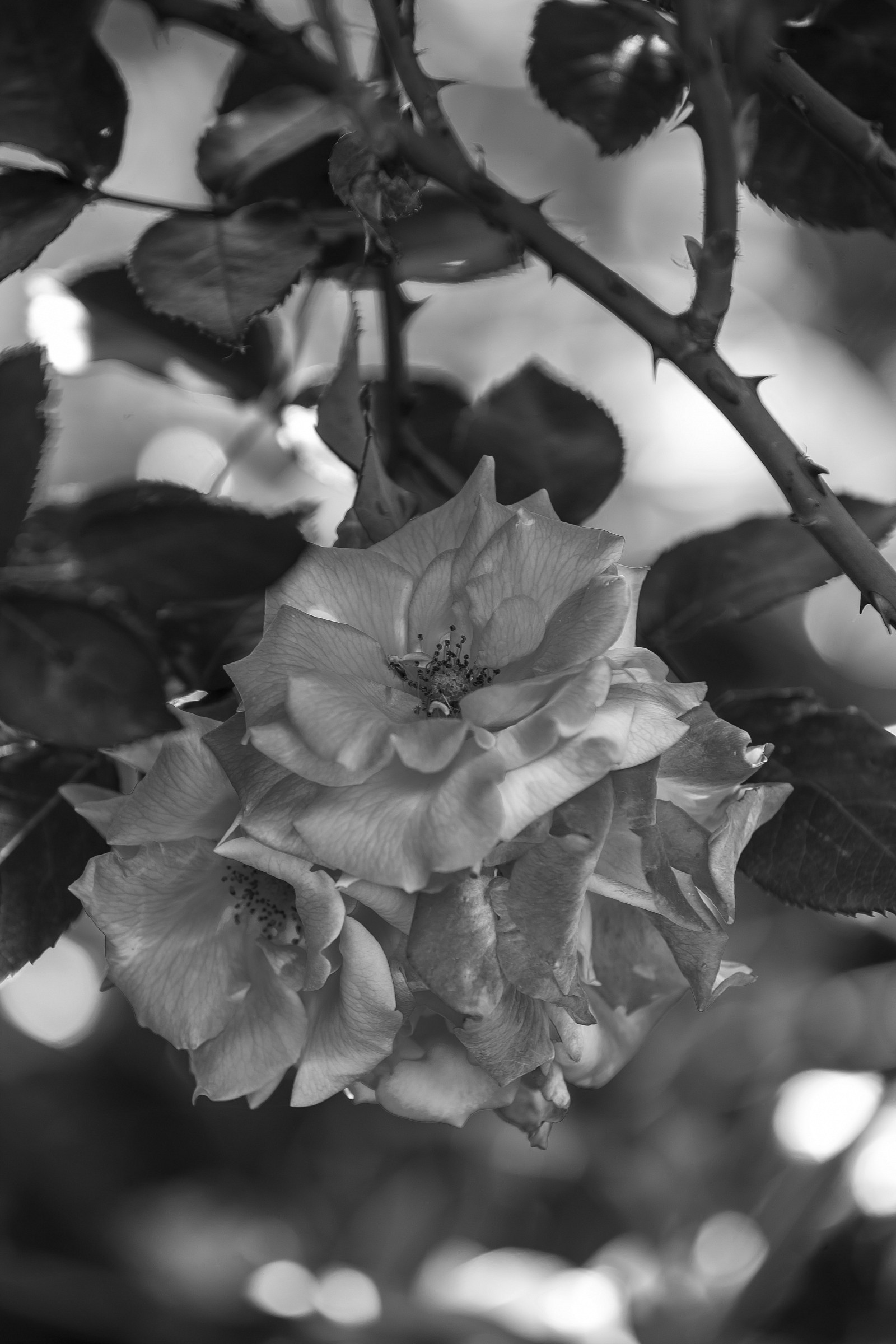 La vecchietta funziona ancora bene