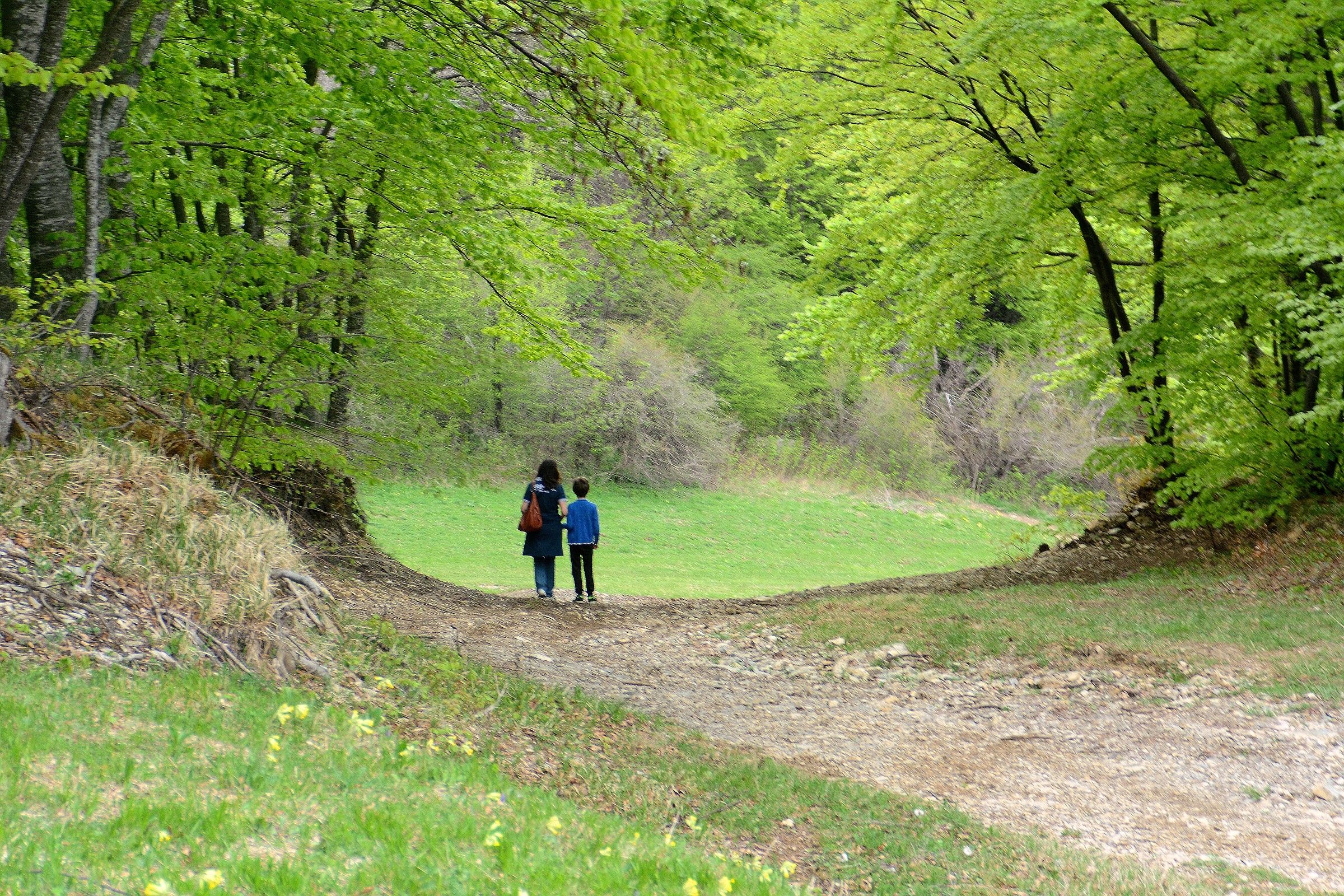 Clearing in the beech forest