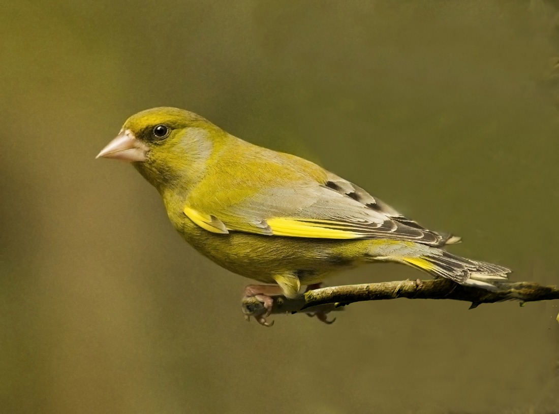 Greenfinch