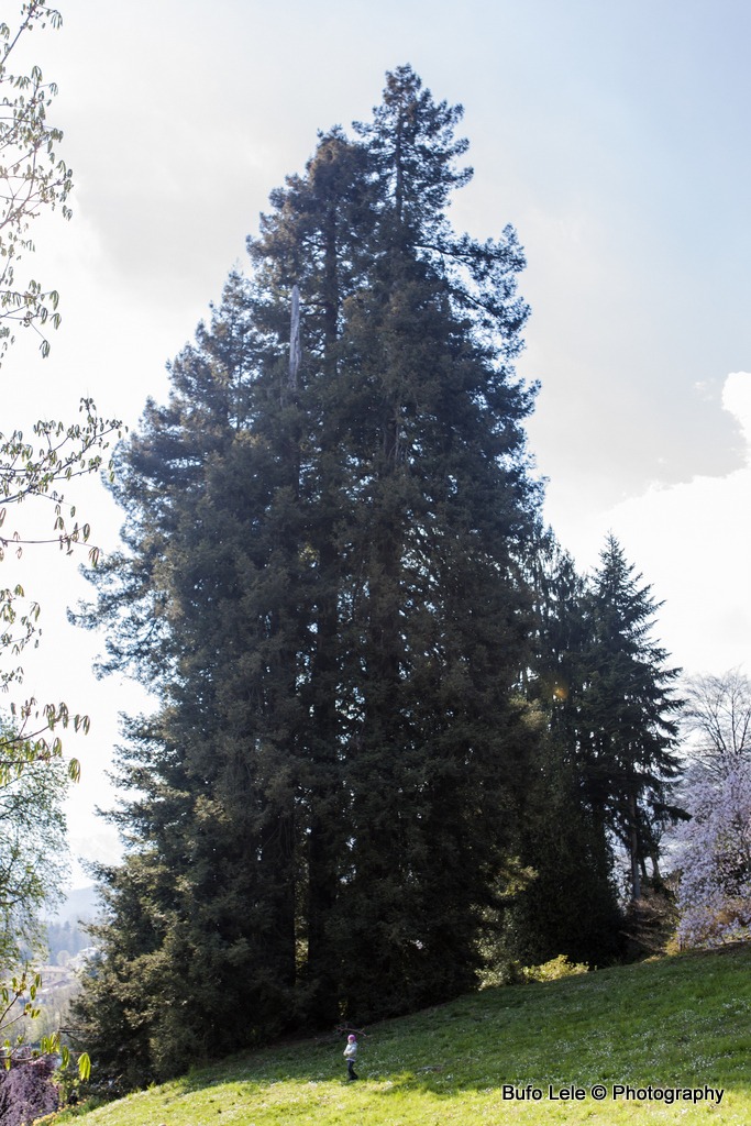 Sequoia sempervirens