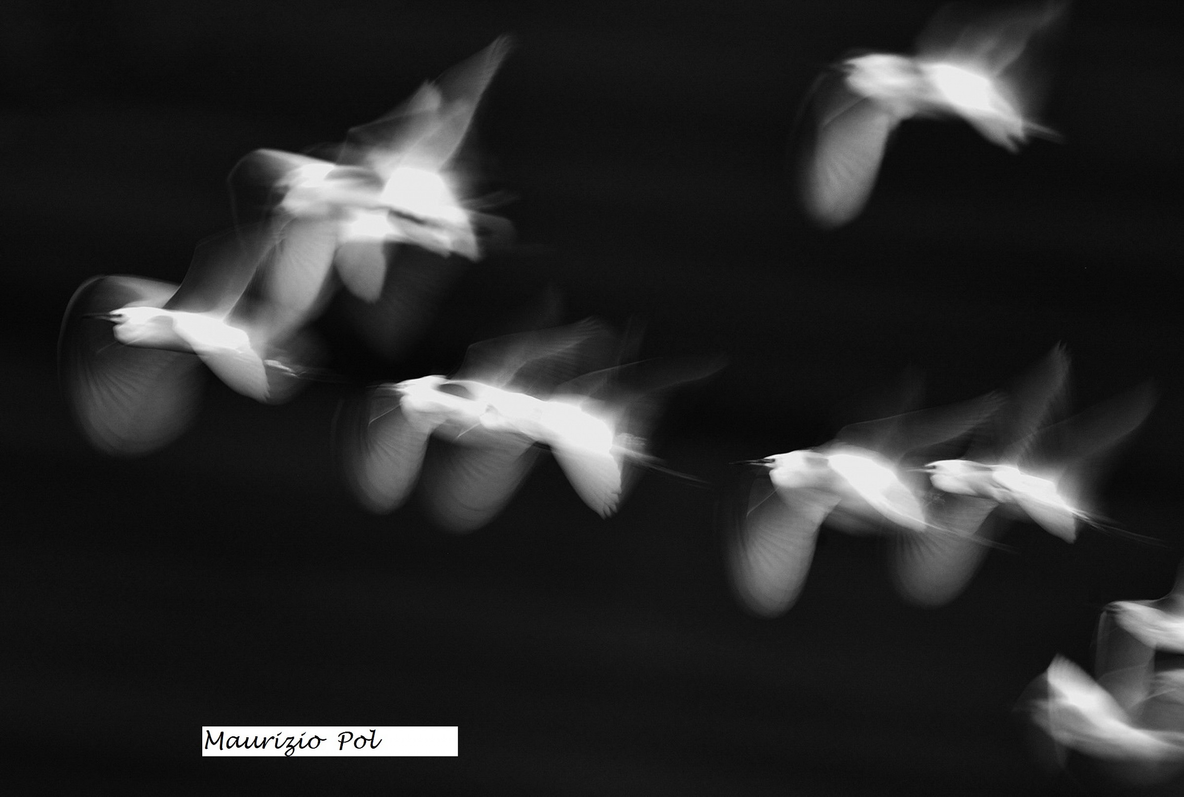 egrets flying over Ticino