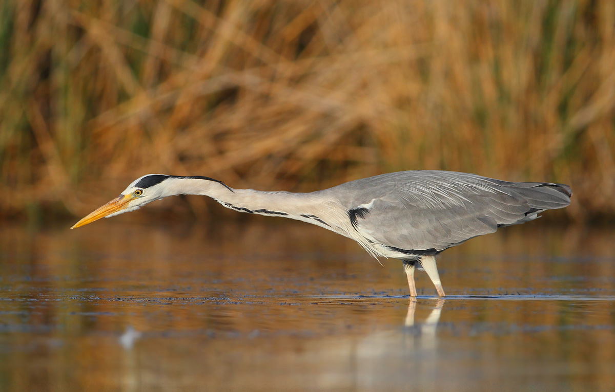 Grey Heron