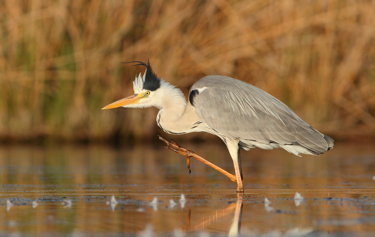 Grey Heron