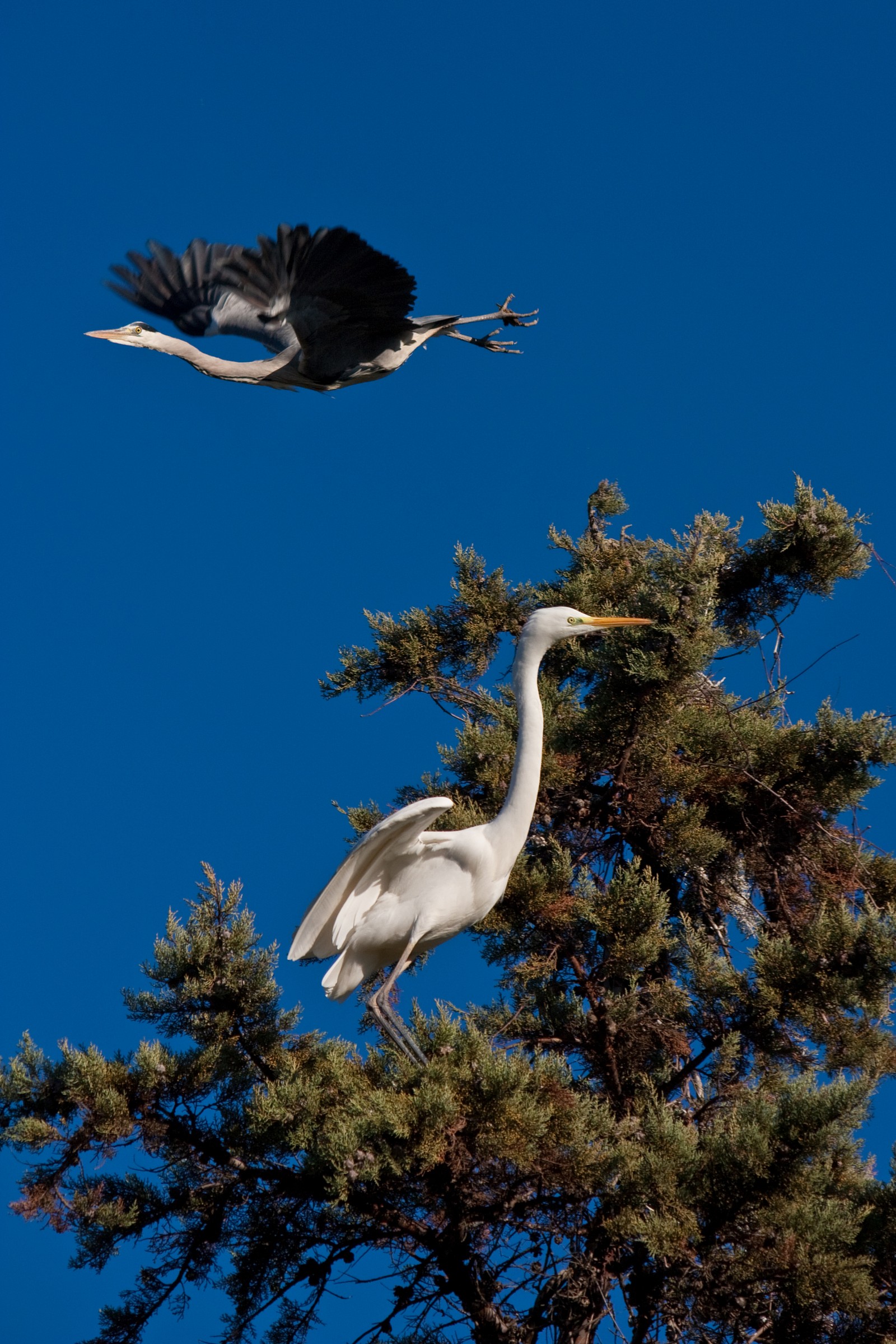 Herons