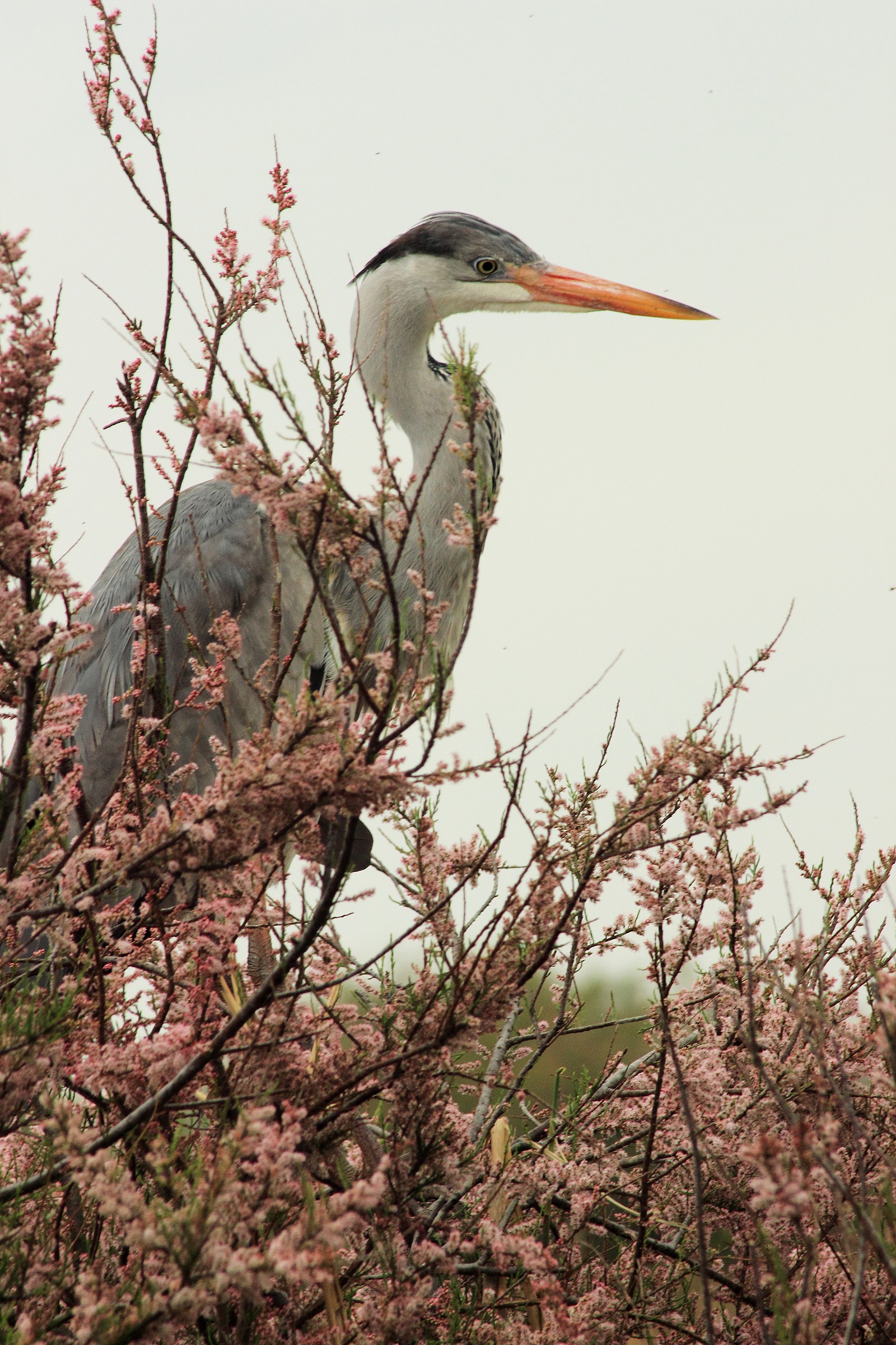Heron