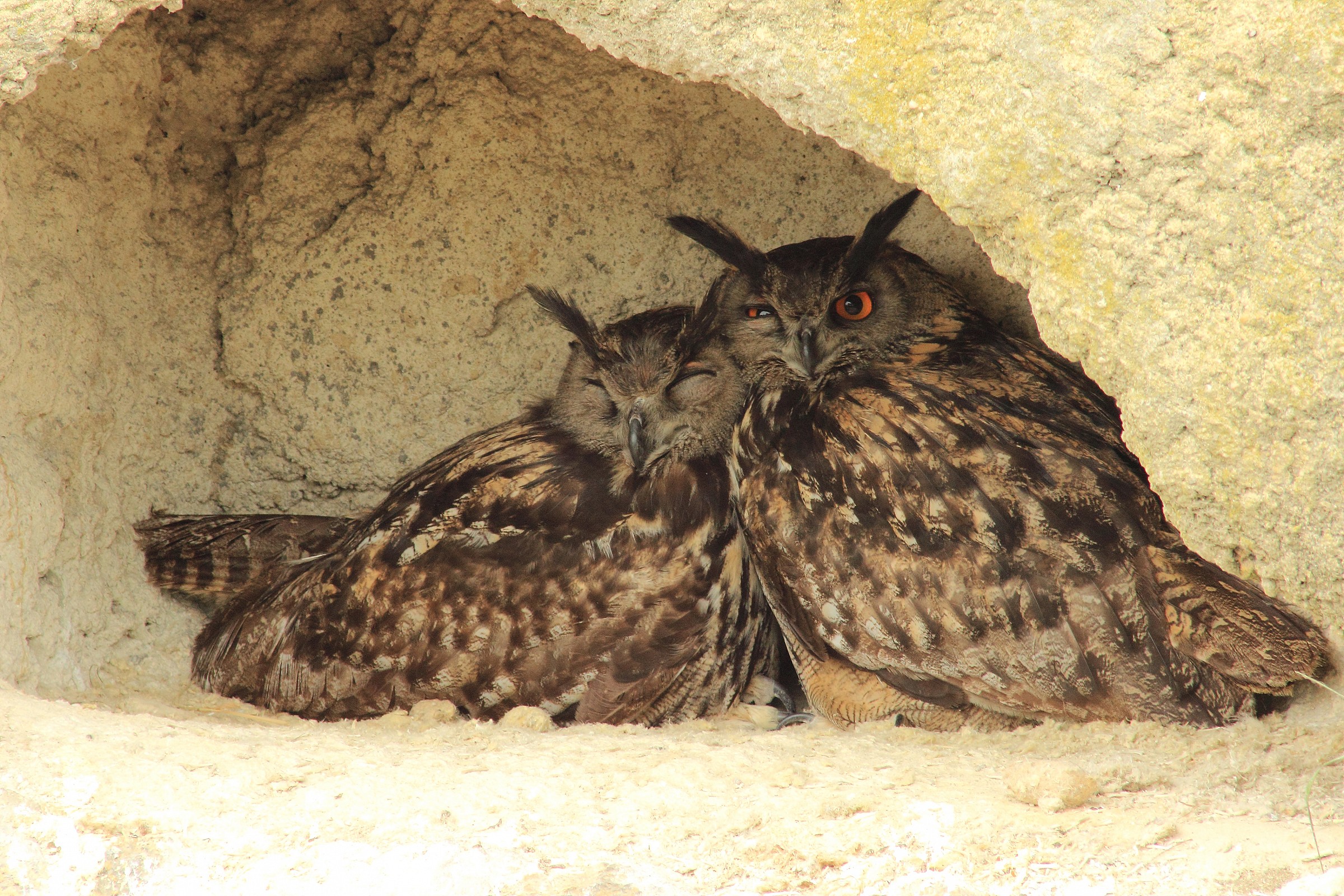Owls caught in their sleep