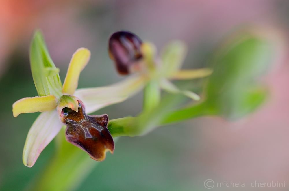 ophrys sphegodes