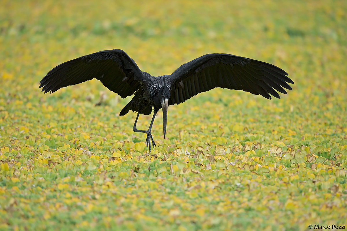 African Openbill