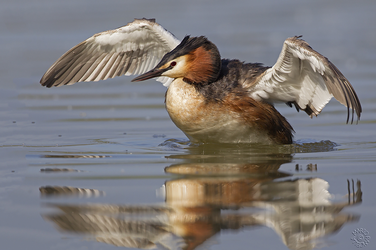 Svasso maggiore (Podiceps cristatus)